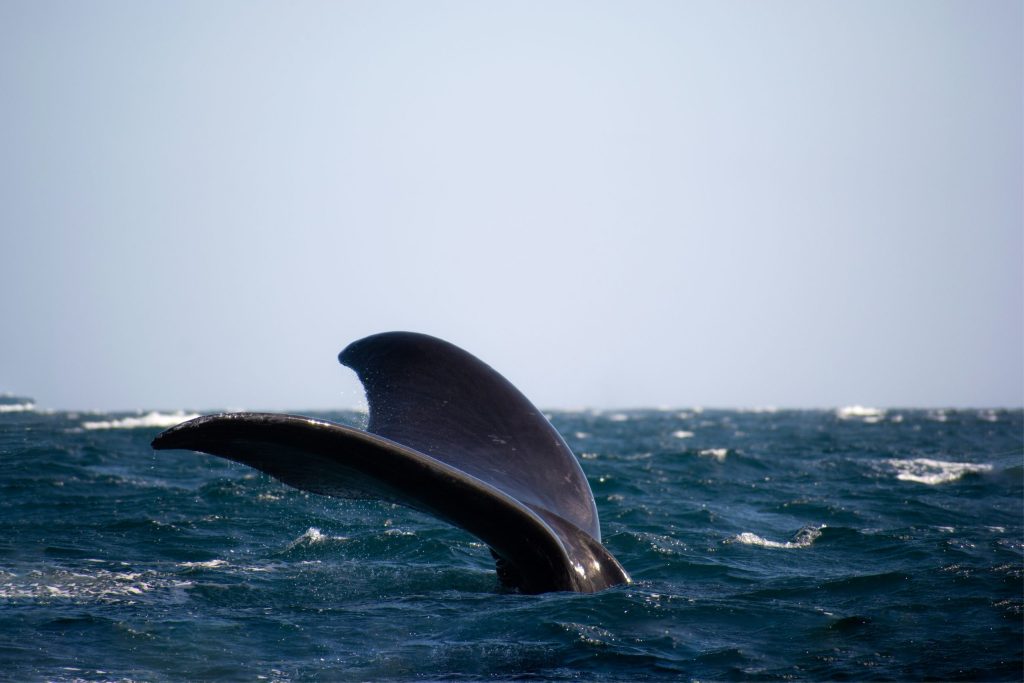 Whale Watching, Argentina