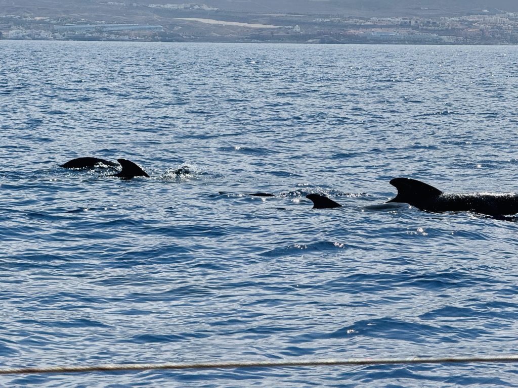 Whale Watching near Costa Adeje