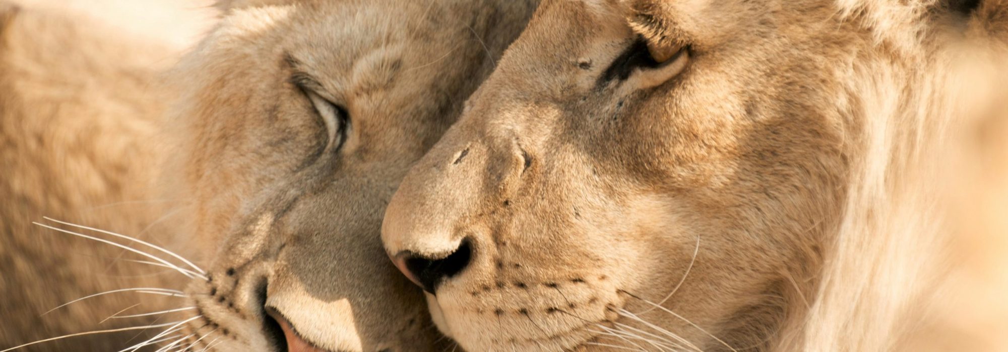 South Africa Safari