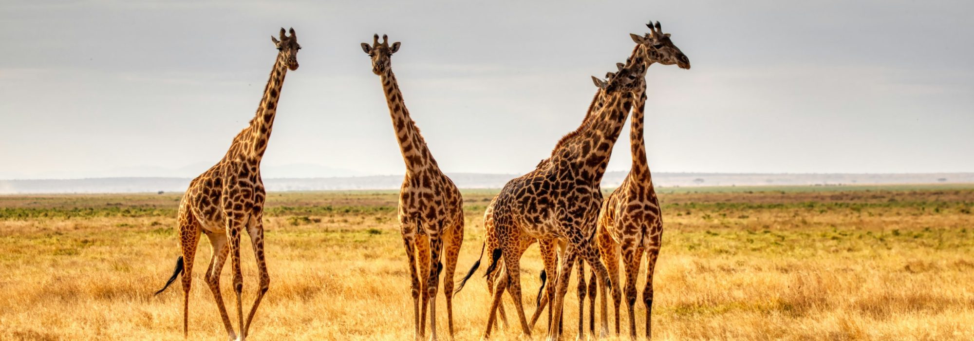 Giraffe
