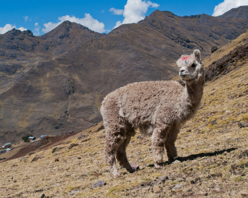 adele-beausoleil-u4-fdxnxsys-unsplash Lares, Peru