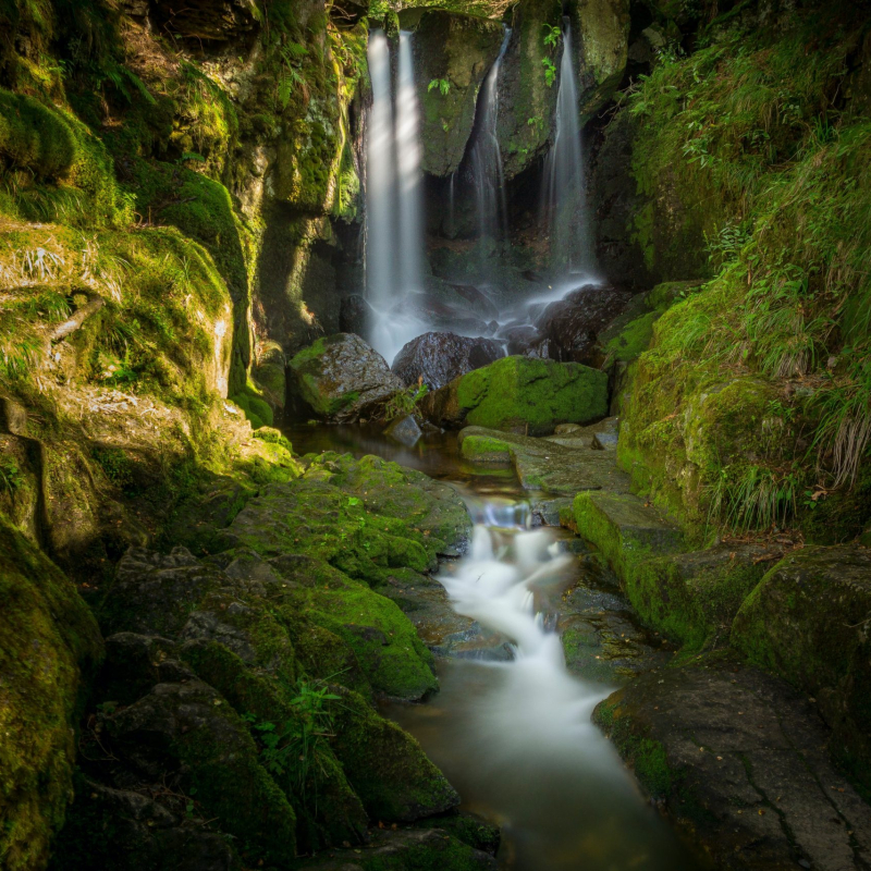 blackforeststefan-widua-colqfncbpxe-unsplash