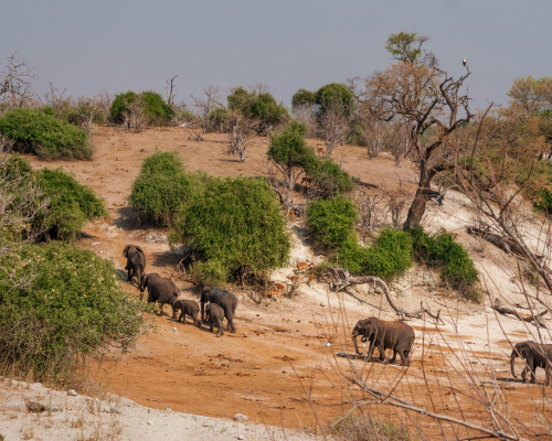 Chobe National Park