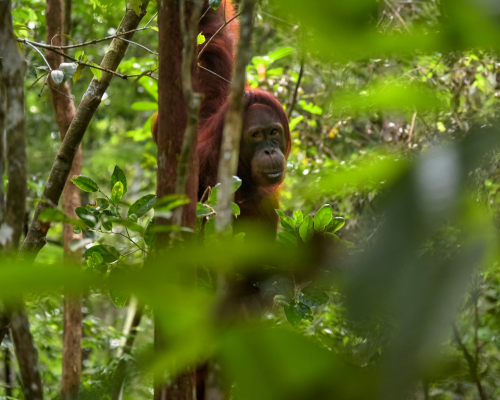 Kalimantan, Indonesia