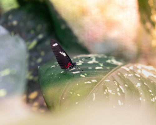 kenneth-schipper-xhu1dtc159i-unsplash Puerto Maldonado
