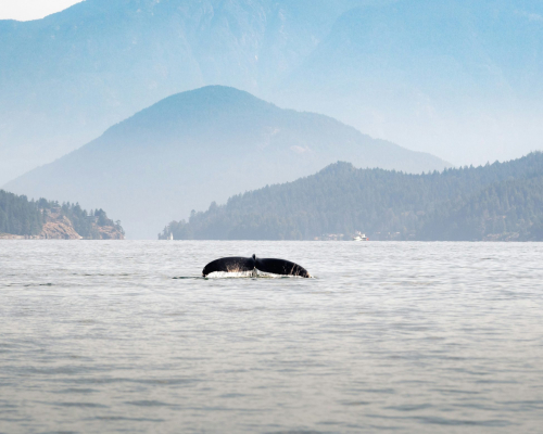 luc-tribolet-9rwodwa_jlg-unsplash Vancouver Island