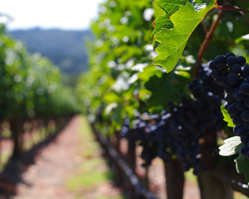 Napa Valley, California